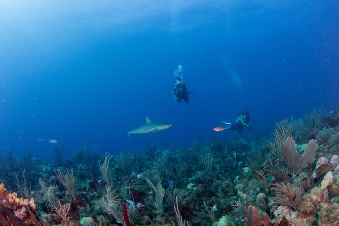 2-Tank Scuba Boat Trip in World-Class Sites @ Copamarina - Equipment, instruction, and supervision