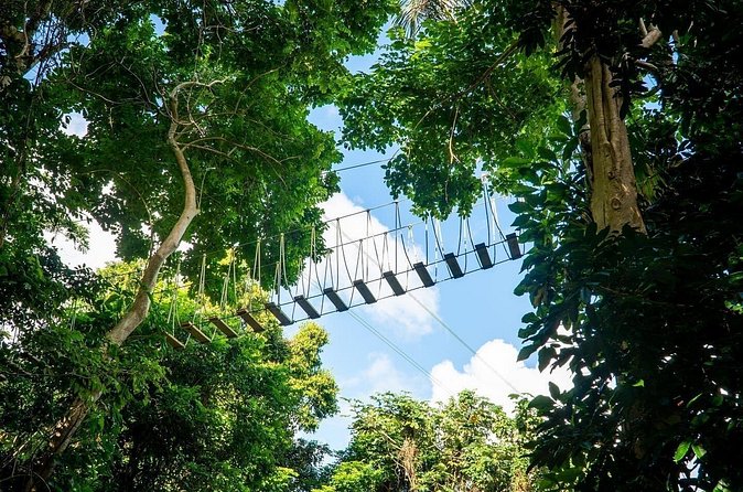 Adventure Trail Tour in the foothills of the National Rainforest - Surfing the Jungle and Tarzan’s Swing
