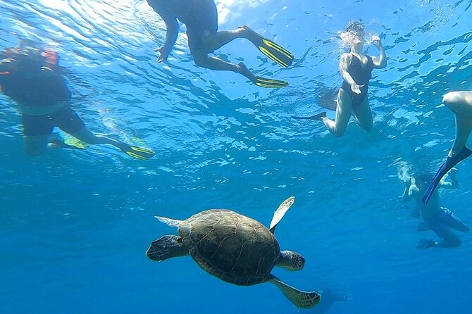 Aguadilla Tropical Snorkeling - Key things to know before you book