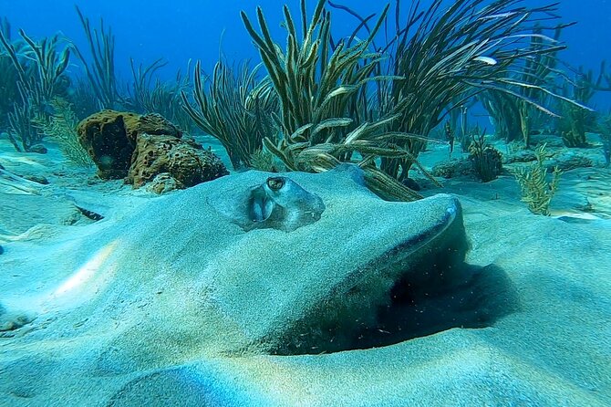 Aguadilla Tropical Snorkeling - Meeting Carolina and Edwin at Peña Blanca Beach