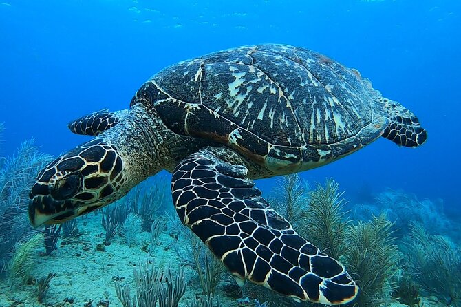 Aguadilla Tropical Snorkeling - What you may see beneath Peña Blanca Beach