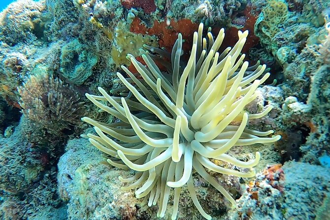 Aguadilla Tropical Snorkeling - What makes the $98 price reasonable