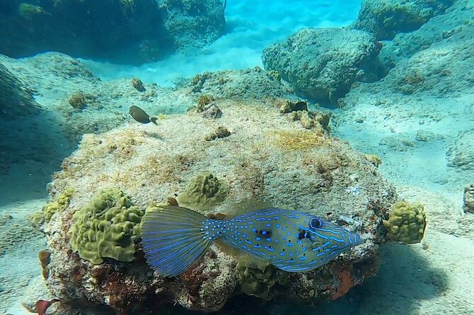 Aguadilla Tropical Snorkeling - Who will enjoy this most