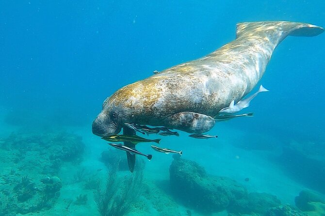 Aguadilla Tropical Snorkeling - Weather and changing sea conditions