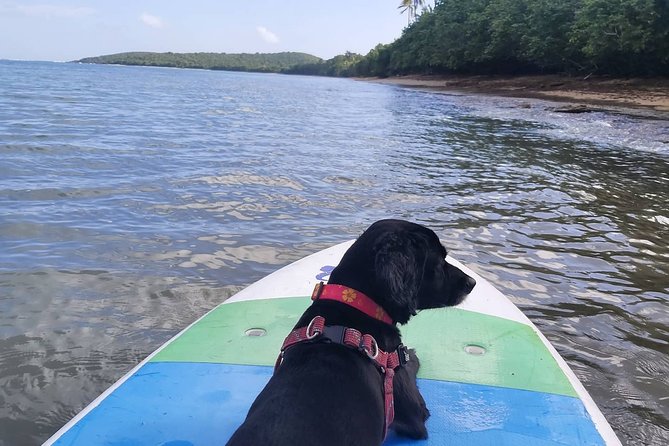 All-Day Paddleboard Rental – Fajardo, Puerto Rico - Calm Bays, Mangroves, and the Natural Reserve