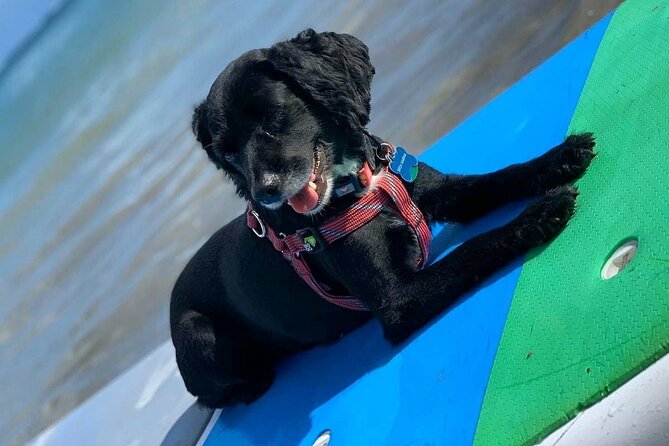 All-Day Paddleboard Rental – Fajardo, Puerto Rico - What to Pack for a Comfortable Paddle