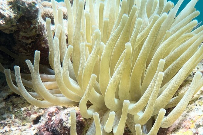 All-Inclusive Full-Day Private Boat Tour with Lunch & Drinks - What makes Culebrita worth asking about