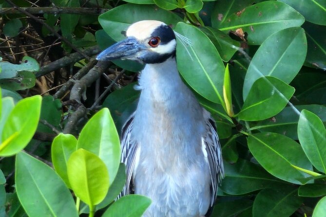 Backwater Wildlife and Boat Tour - A quiet boat ride through Puerto Rico’s backwaters