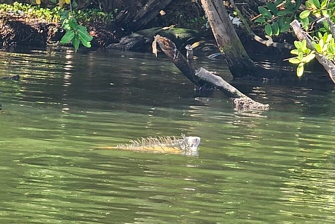 Backwater Wildlife and Boat Tour - Weather can change the plan