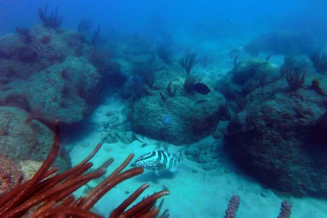 Beginner Scuba Diving with Turtles and Videos, San Juan - What the San Juan beginner scuba tour is really like