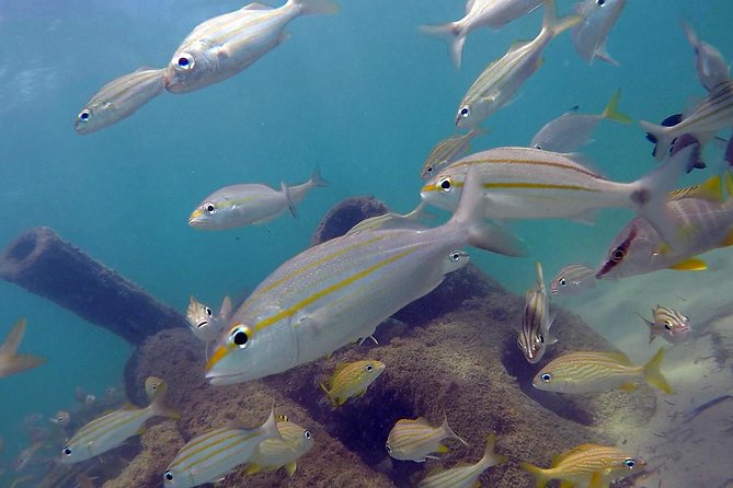 Beginner Scuba Diving with Turtles and Videos, San Juan - What you may see below the surface