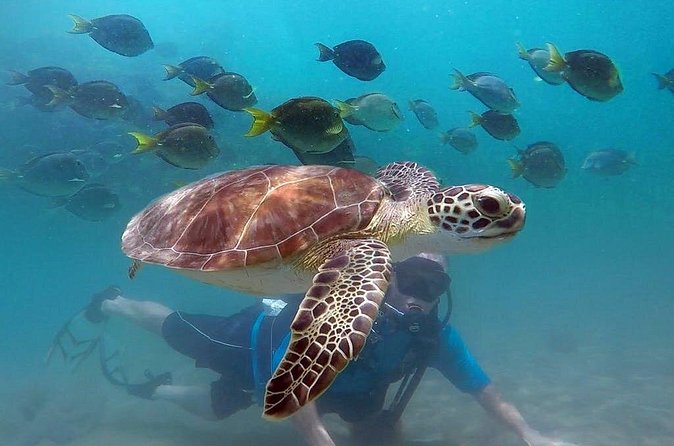 Beginner Scuba Diving with Turtles and Videos, San Juan - Free videos and what to expect from the finished memories