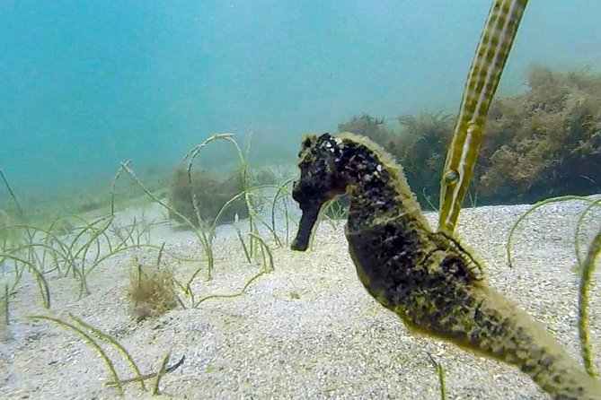 Beginner Scuba Diving with Turtles and Videos, San Juan - Is $109 a fair price?