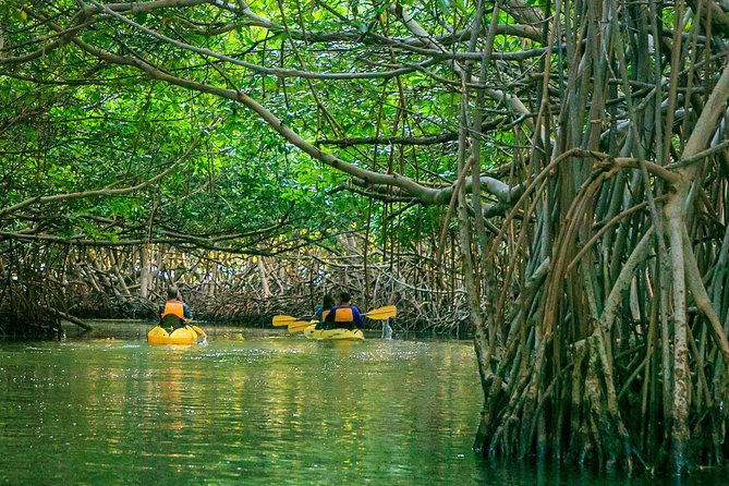Bio Bay Night Kayaking | Laguna Grande, Fajardo - Through the mangroves after sunset