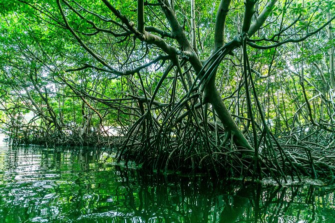 Bio Bay Night Kayaking | Laguna Grande, Fajardo - Price, timing, and the real value