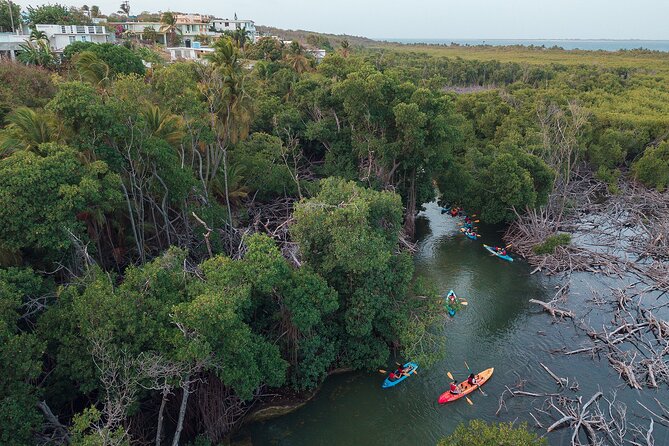 Bioluminescent Bay Night Kayaking Adventure in Puerto Rico - Should you book the Laguna Grande night paddle?