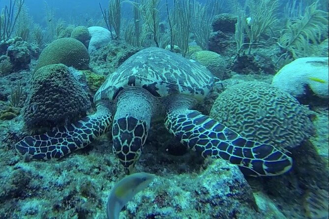 Boat Snorkeling and beach day to the Fajardo islands - Is $108 a fair price?