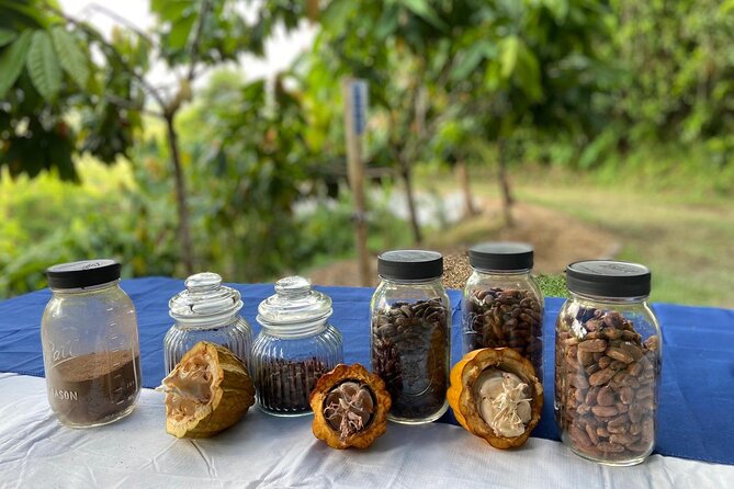 Cacao Walking Tour in Puerto Rico - Walking Into Puerto Rico’s Cacao Country