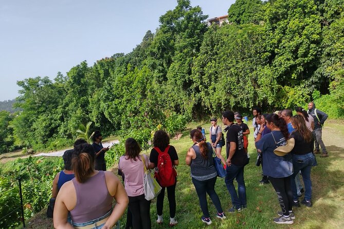 Cacao Walking Tour in Puerto Rico - A Tasting That Goes Beyond Chocolate Bars