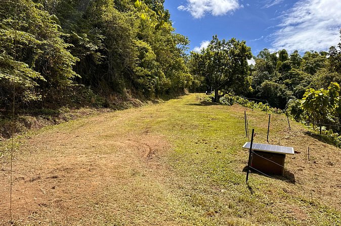 Cacao Walking Tour in Puerto Rico - Why the Family-Friendly Pace Matters