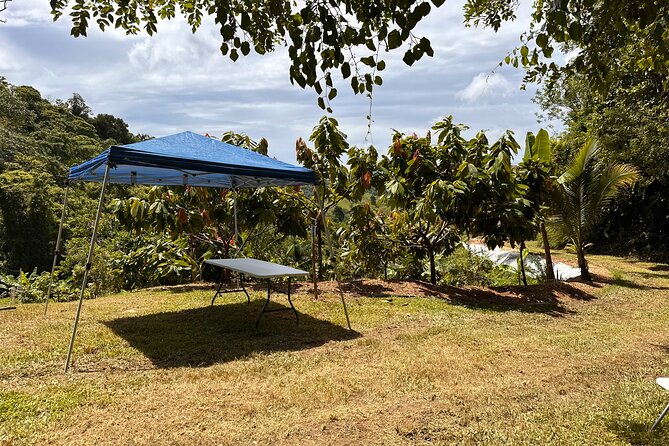 Cacao Walking Tour in Puerto Rico - Who Will Get the Most From This Cacao Tour?