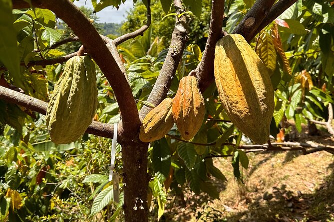 Cacao Walking Tour in Puerto Rico - Seeing Cacao Before It Becomes Chocolate