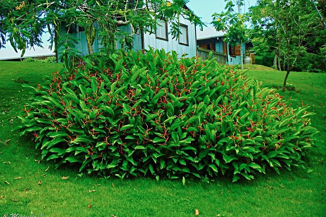 Caguas Cultural Day Trip from San Juan Including Botanical Garden and Lunch - What the lunch and guide add to the day
