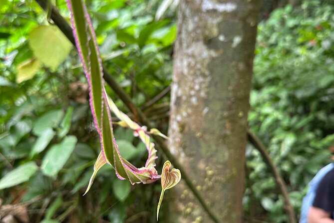 Chase Waterfalls - Discover a hidden 180ft rainforest gem - The 30-minute upriver hike