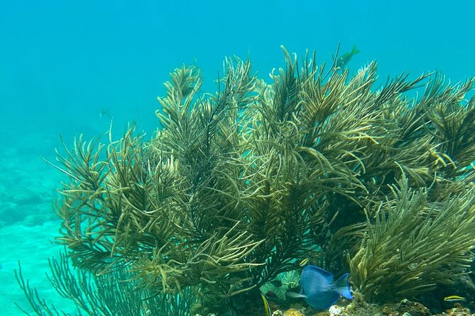Coral Reef and Sea Turtle Snorkeling Experience - Melones Beach brings the coral reef focus