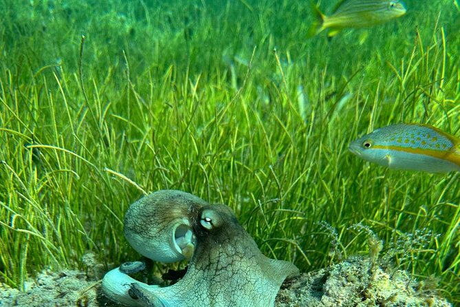 Coral Reef and Sea Turtle Snorkeling Experience - Premium gear means less packing and guessing
