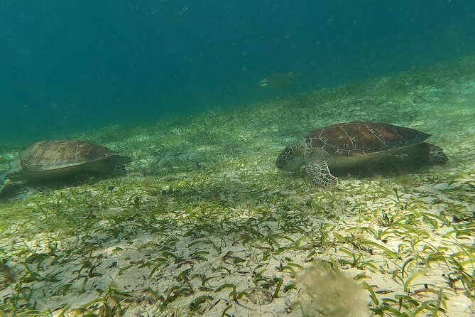 Coral Reef and Sea Turtle Snorkeling Experience - Who will get the most from this Culebra outing