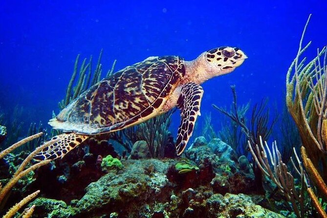 Culebra Snorkel and Beach Day with Lunch and Drinks - Lunch, rum drinks, and the onboard rhythm