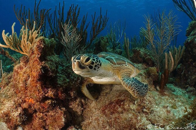 Culebra Snorkel and Beach Day with Lunch and Drinks - Is $161.67 a fair price?