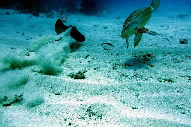 Culebra Snorkel and Beach Day with Lunch and Drinks - Who should book this excursion?
