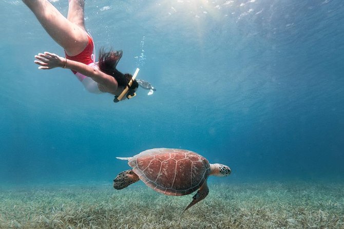 Culebra Snorkel and Turtle Adventure with Transport - Key points to know before you book