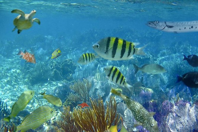 Culebra Snorkeling Tour by Catamaran from Fajardo - How rough is the boat ride?