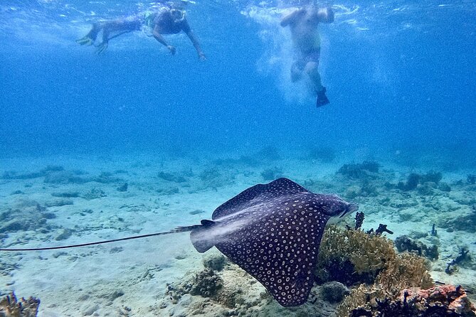 Culebra Swim with Turtles Adventure and Flamenco Beach by Ferry - Should you book the Culebra turtle and beach tour?