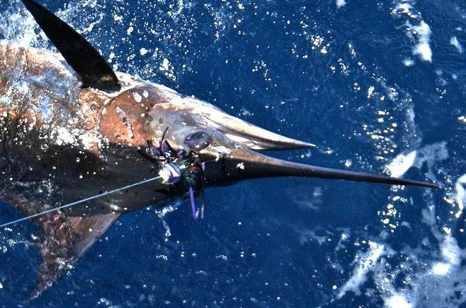 Deep Sea Fishing Private Boat Charter in San Juan - The real value of the $947.75 price