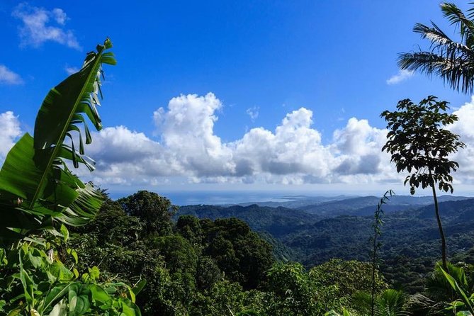 Discover El Yunque National Park: Half-Day Rainforest Tour - Key points to know before you book