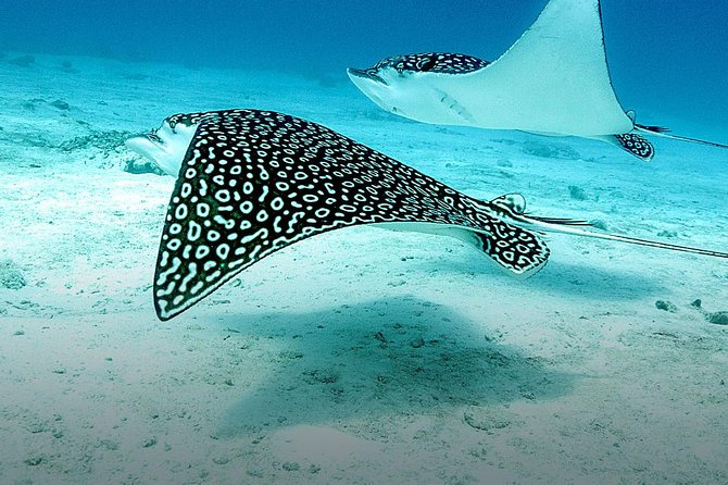 Discover Fajardo: 2-Tank Scuba Diving - The second session: more reef time with the group
