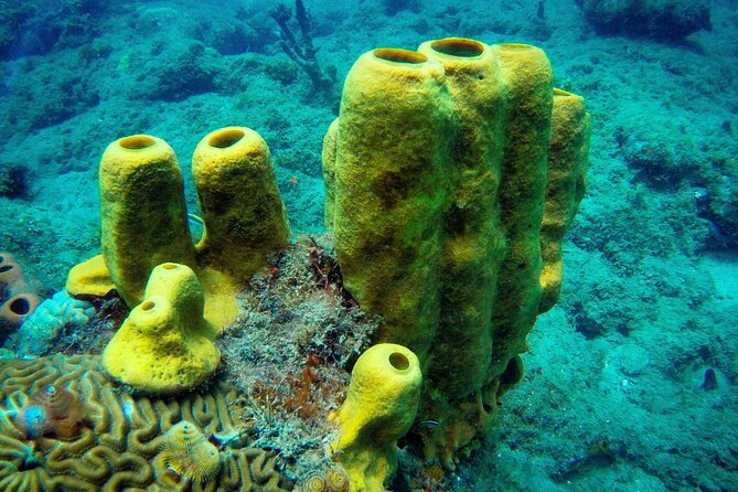 Discover Scuba Diving - The shallow-water skills session