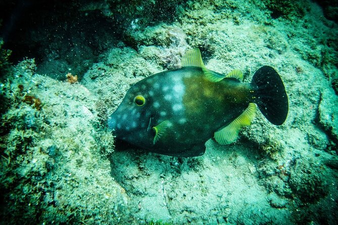 Discover Scuba Diving - Reaching the reef by shore