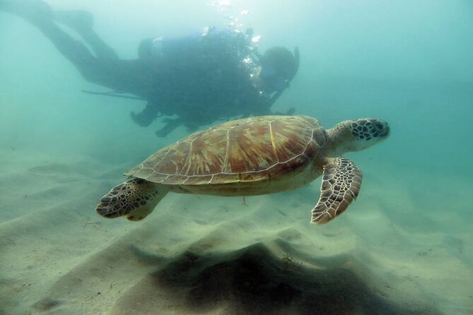 Discover Scuba Diving in San Juan - Key points to know before you book