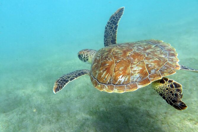 Discover Scuba Diving in San Juan - Starting at Scuba Dogs in Escambrón Marine Park