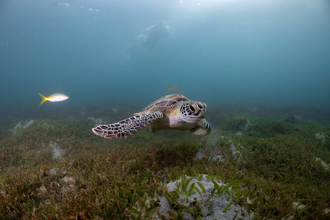 Discover Scuba Diving in San Juan - Is $185.50 a fair price?