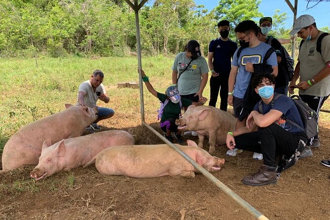 Eco Friendly Farming Tour to Explore Dorado's Most Beautiful Farm - The farm shop, pizza, juices, and gelato