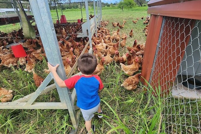 Eco Friendly Farming Tour to Explore Dorado's Most Beautiful Farm - Five animal areas and the farming lessons