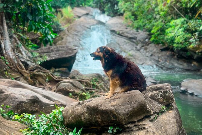 El Yunque Hike, Waterslide & Luquillo Kiosks Food with Transport - Why this five-hour Puerto Rico outing works
