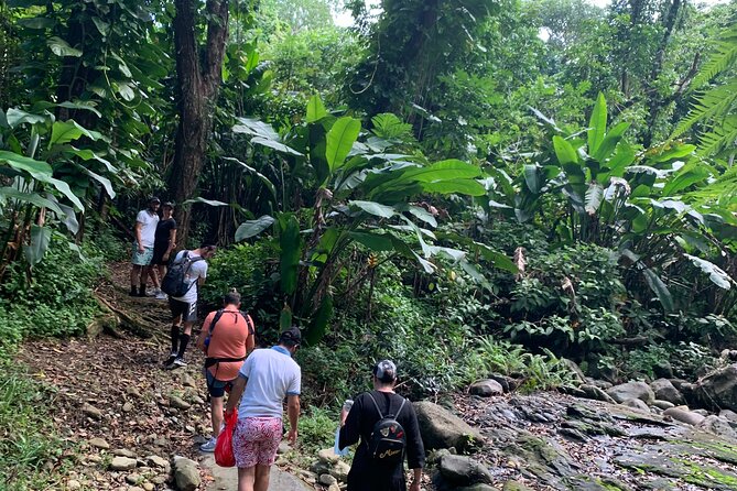 El Yunque National Forest and Luquillo Beach Tour - A small bus and a local guide set the tone