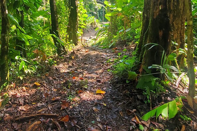 El Yunque National Rainforest and Luquillo Beach Tour - What the $79 Price Really Covers